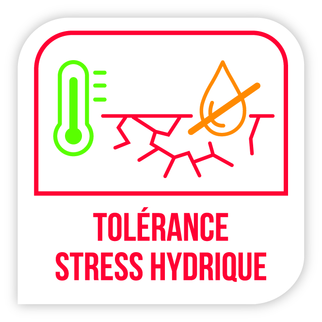 Visuel Tolérance stress hydrique